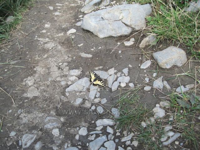 Otakárek fenyklový na hřebeni Malé Fatry