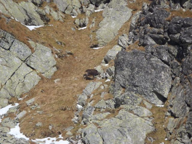 Kamzík - Vysoké Tatry