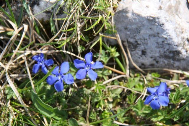 Terchova , Chleb