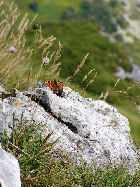 Malofatranský život