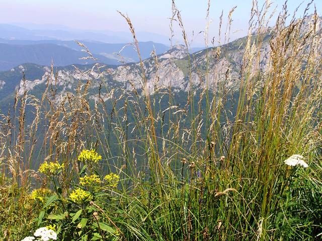 Malofatranské traviny