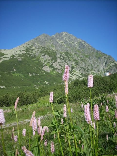 gerlach
