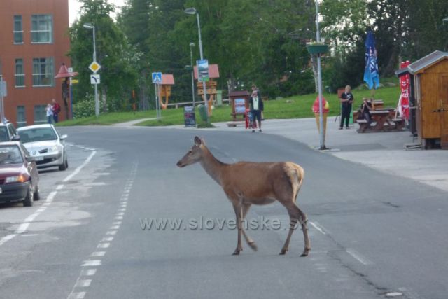 Zvědavé zvířátko