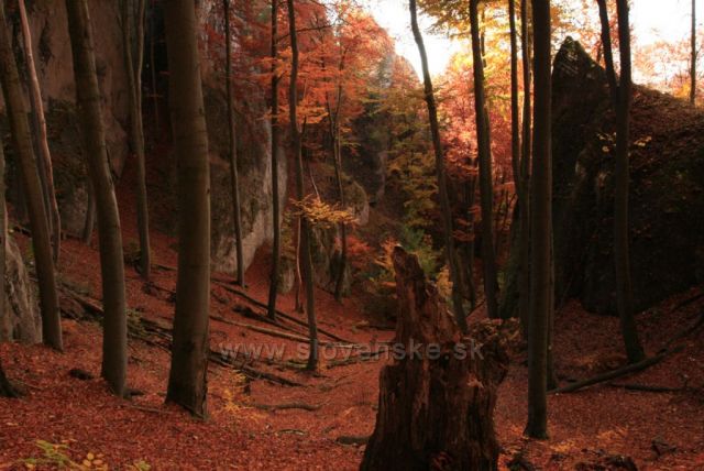 V začarovaném lese