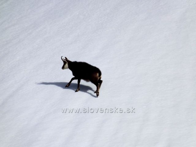 ...kamzík pod Baraními rohami/marec 2014