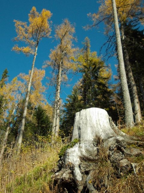 cestou na Popradské pleso