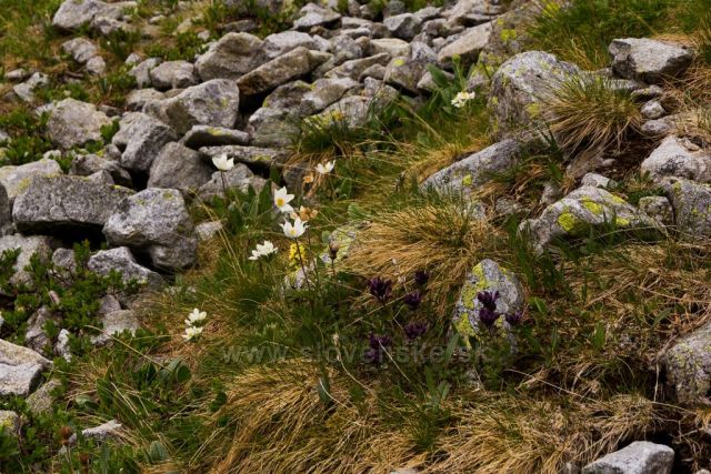 Květena v Tatrách