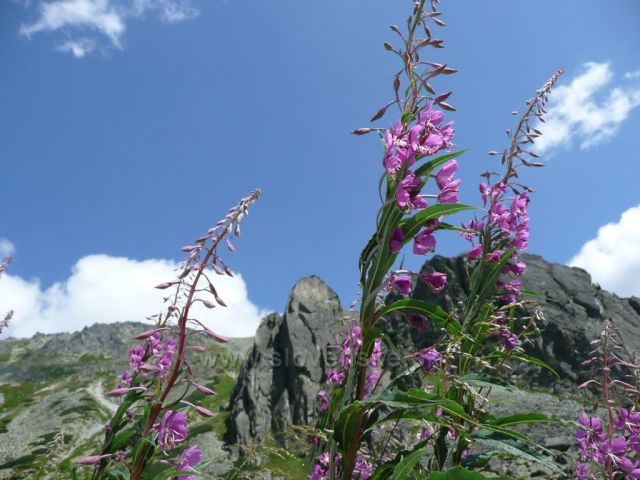 Vysoké Tatry