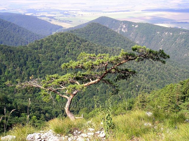 Slovensky bonsaj