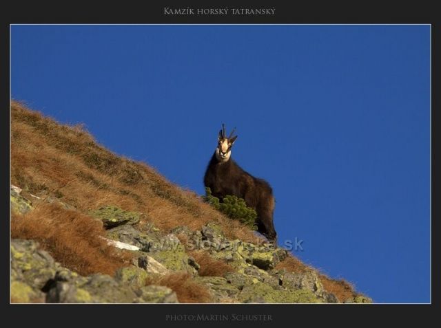 kamzík u Ostrého Roháče