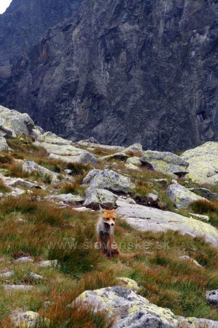 Ta od Malého Prince