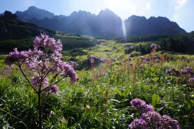 Z pozice (mrtvého) brouka...
