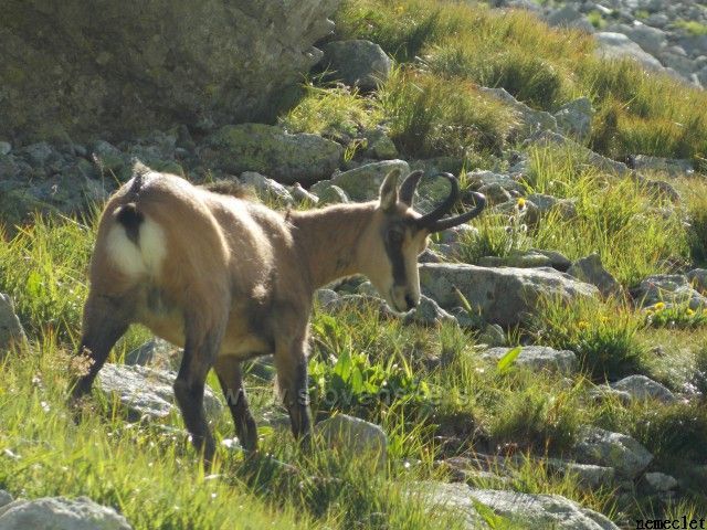 Kamzík pod Polským hrebeňom