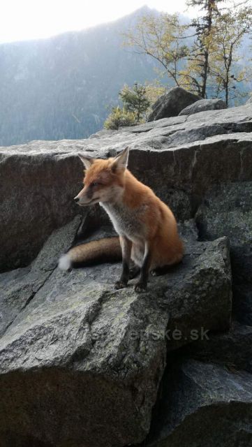 Liska