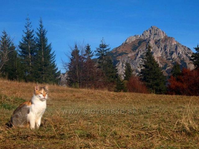 Chata pod Grúňom, výhľad na Veľký Rozsutec