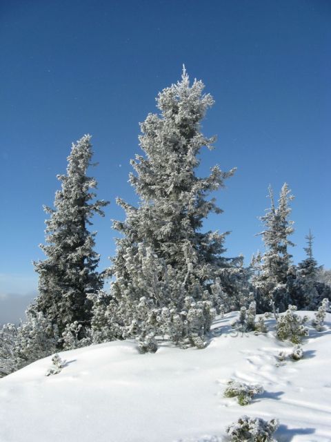 Solisko
