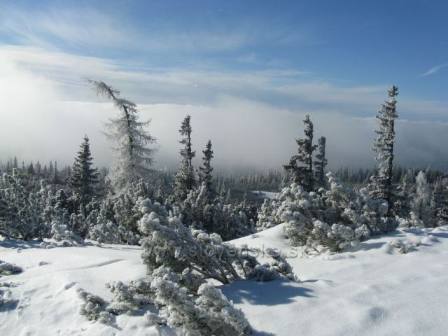 Solisko