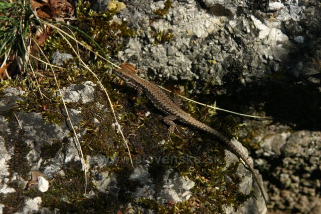 Jašterica